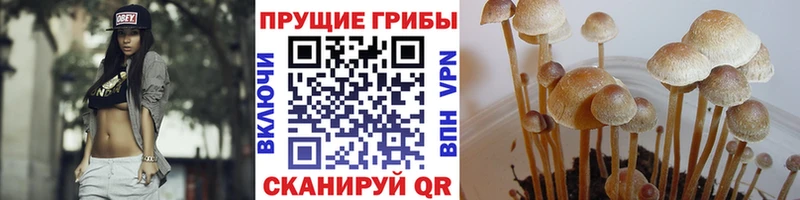 Псилоцибиновые грибы Magic Shrooms Навашино